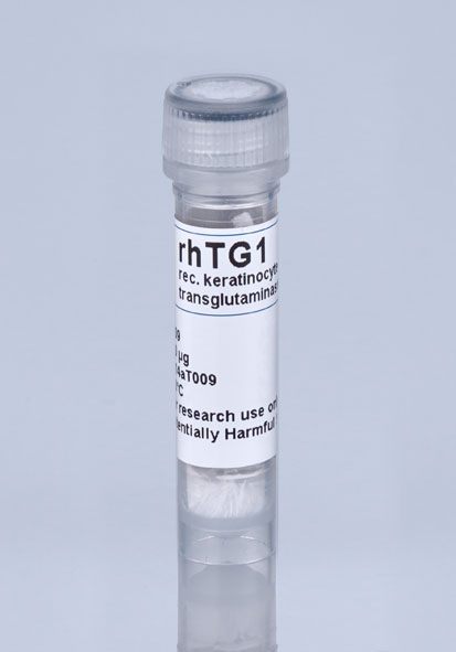 keratinocyte transglutaminase TG1 T009 by Zedira