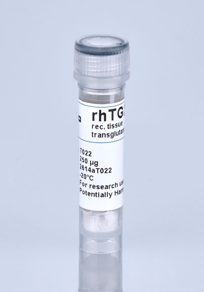 tissue transglutaminase TG2 T022 by Zedira