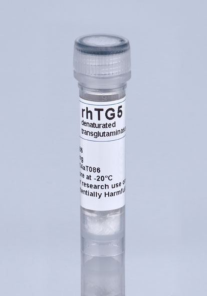 transglutaminase 5 by Zedira