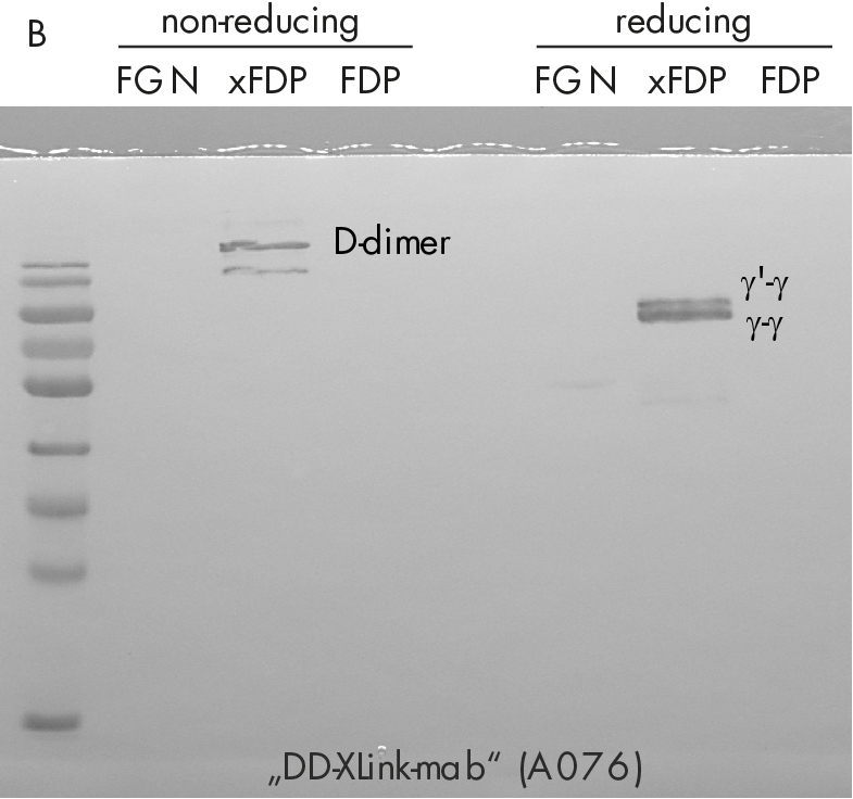DD-XLink-mab A076 Blot