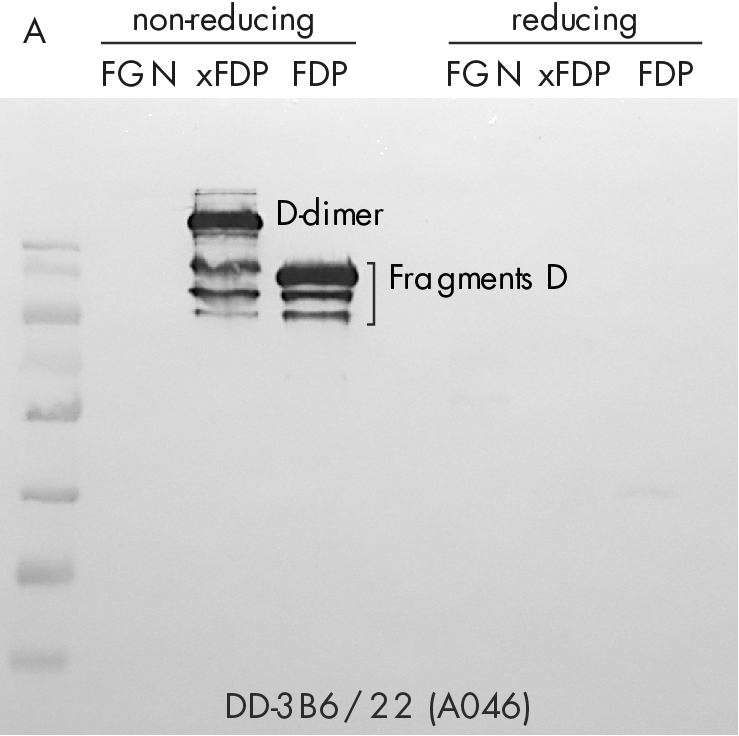 D-Dimer Blot