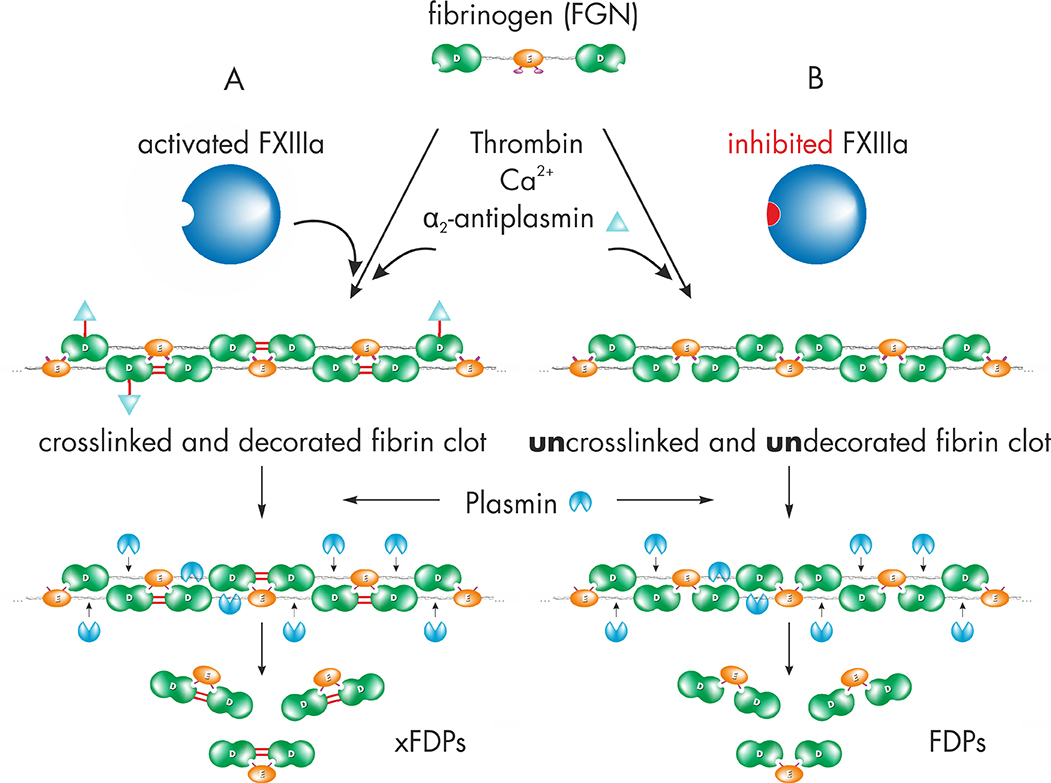 fibrin crosslinking