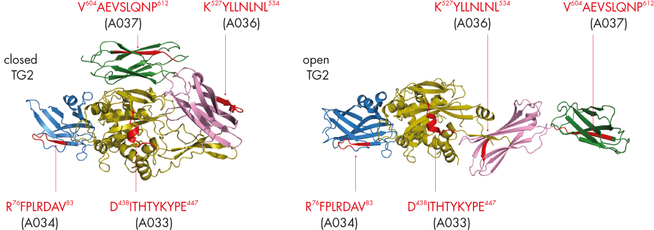 PEPperCHIP Transglutaminase Peptide Microarray Poster Figure 2