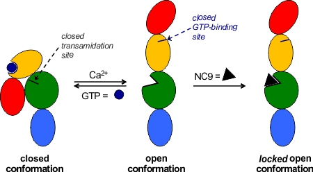 Blog Keillor tTG inhibitor Figure 4