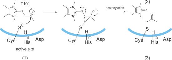 Oxopropyl thio imidazolium derivates mechanism