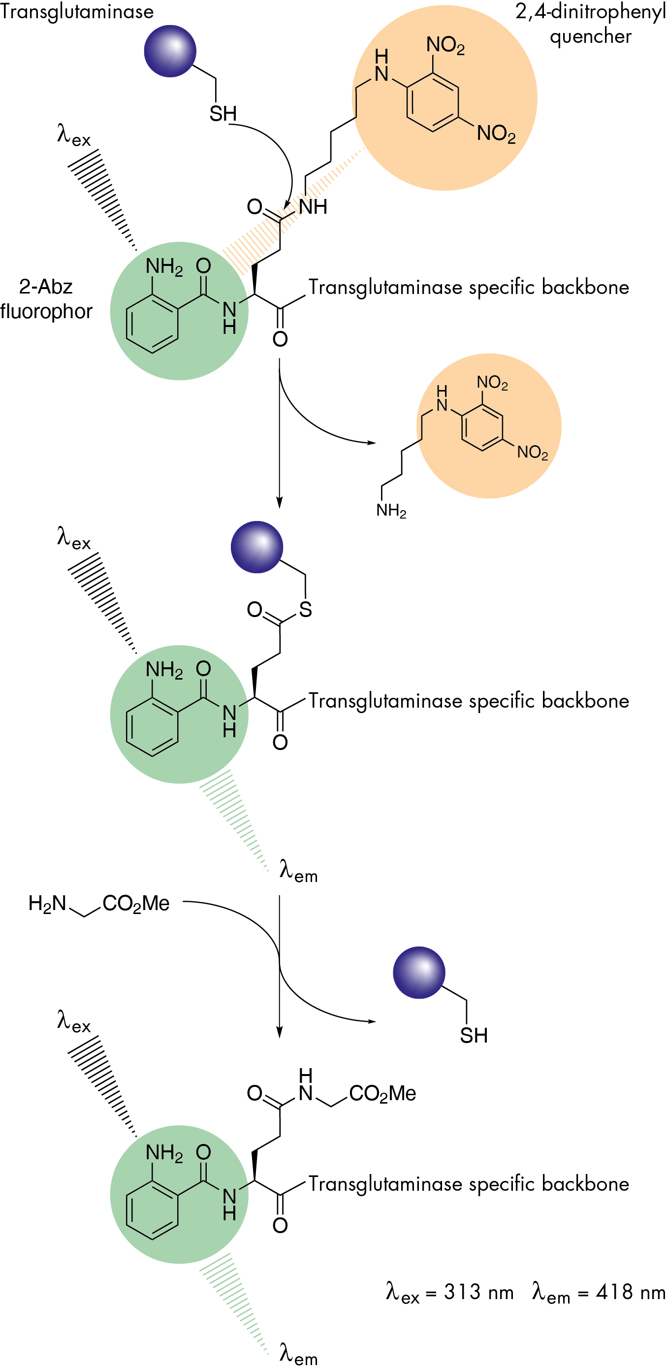 Isopeptidase acitivity assay A101 and A102 principle